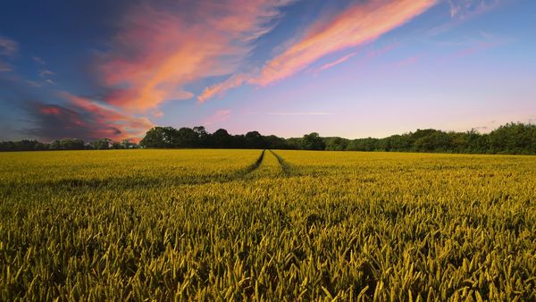 Wakacje na wsi – nowy trend czy tęsknota za naturą?